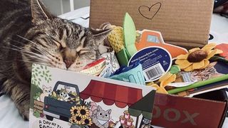 meowbox cat subscription box