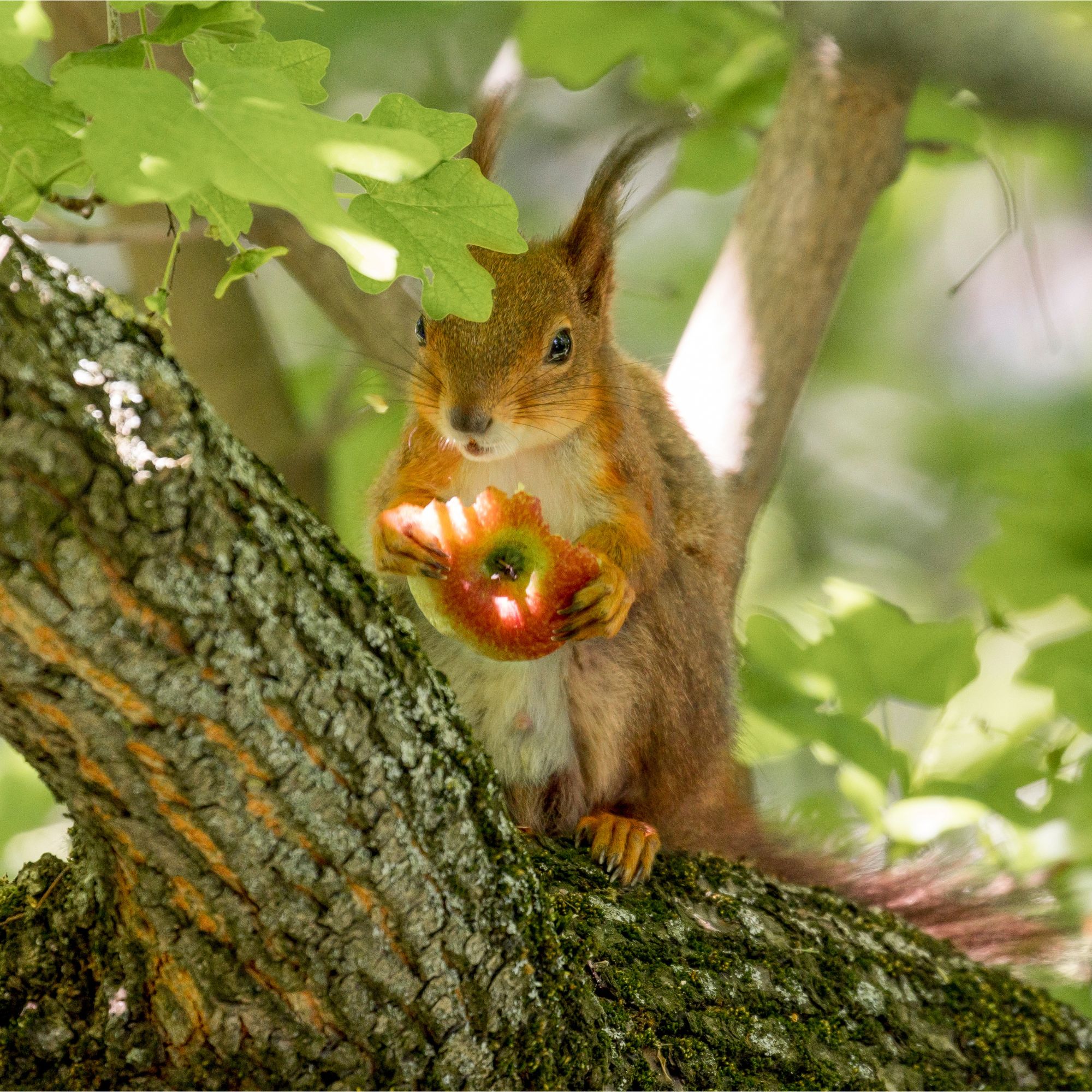 Red squirrel eating apple on tree