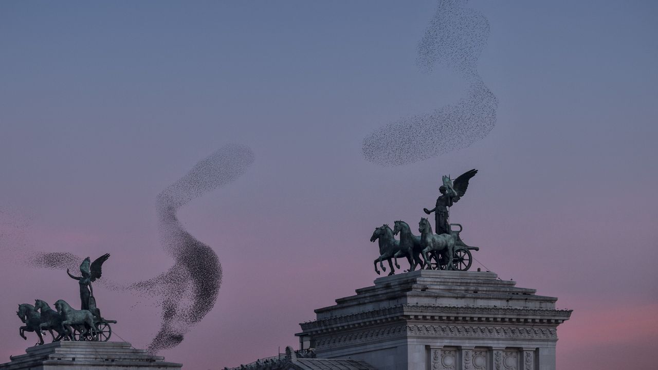 A murmuration of starlings in Rome, Italy.