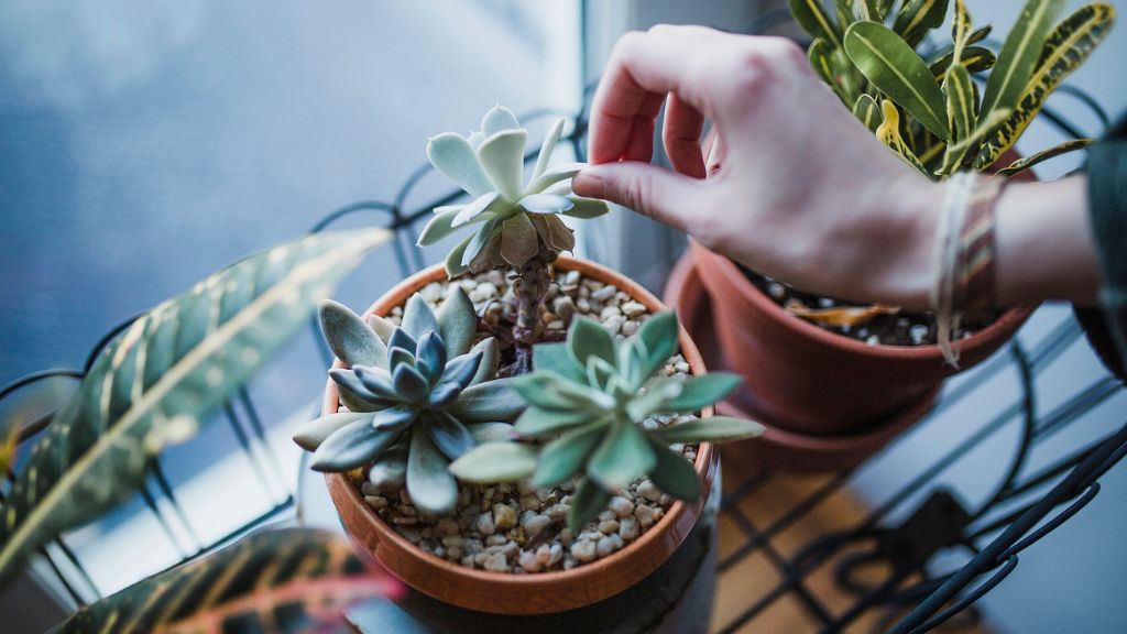 A hand touches three potted succulents