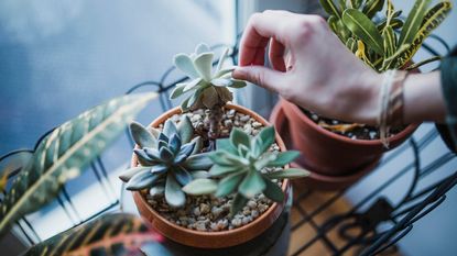 A hand touches three potted succulents