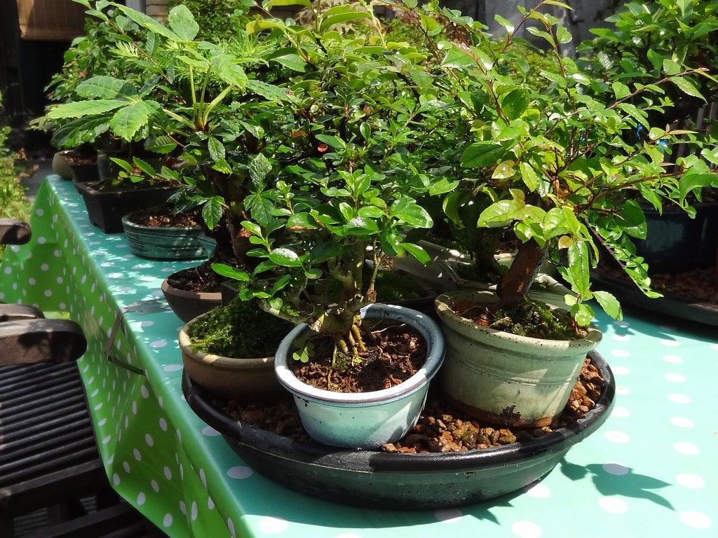 Pebble Trays  Plant tray, Plant pot diy, Inside plants
