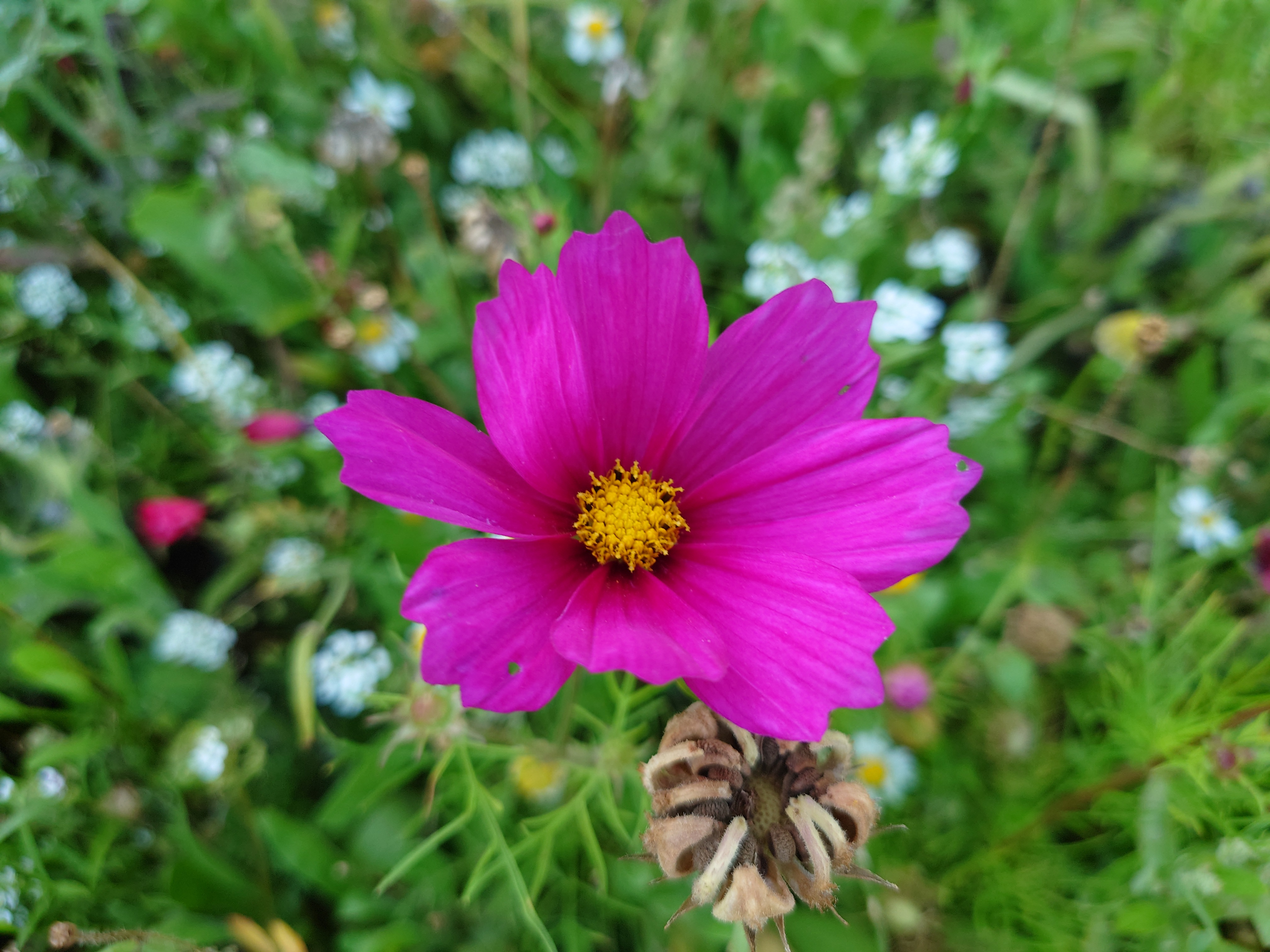 A Sony Xperia 5 III camera sample showing a flower