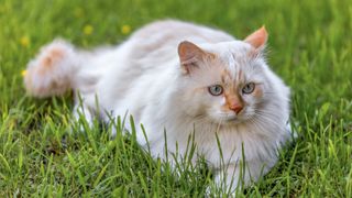 Turkish van cat in grass