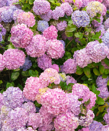 Martha Stewart's method for more hydrangeas | Homes & Gardens