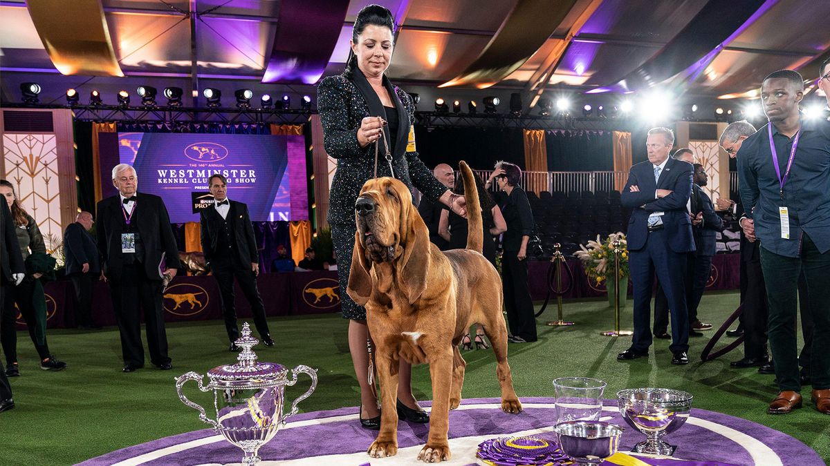 Bloodhound named Trumpet winning Best in Show at 146th annual Westminster Kennel Club show at Lyndhurst Mansion