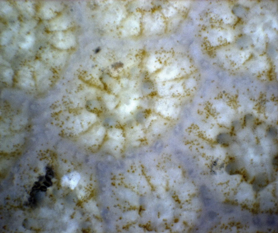 Bleached Porities coral in Maui. Loss of the symbiotic algae gives the polyp a translucent appearance. While translucent, the polyp structure and tentacles remain intact and visible, indicating that the polyp is still alive.
