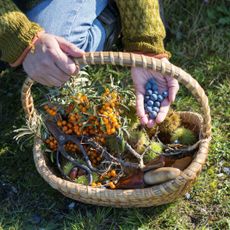 Hands dropping berries into a basket of foraged food