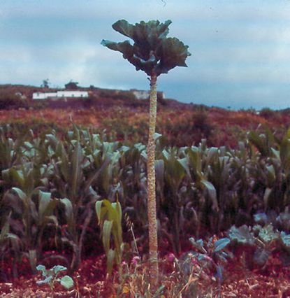 Walking Stick Cabbage Plant