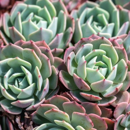 Tips & Information about Cacti & Succulents | Gardening Know How