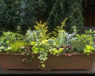 window box with selection of leafy plants