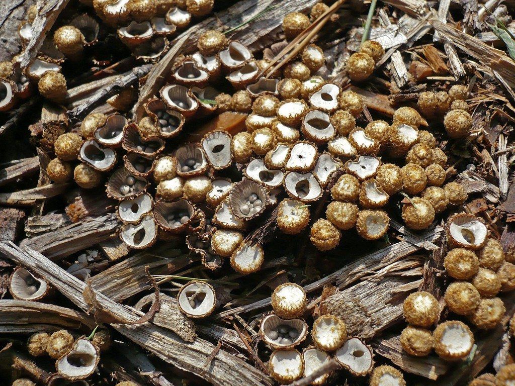 Fungi Growing On Top Of Mulch