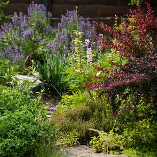 Large purple berberis shrub surrounded by other plants and shrubs around stepping stone pathway