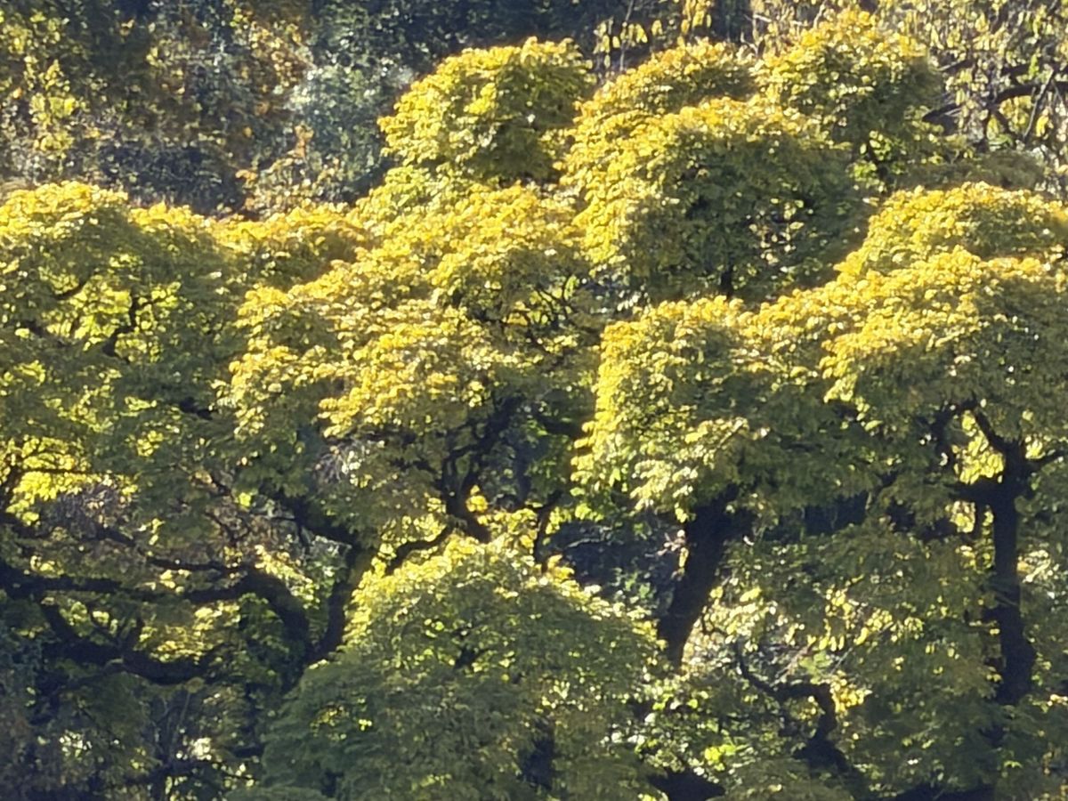 Apple iPhone 17 Pro Max zoom sample.