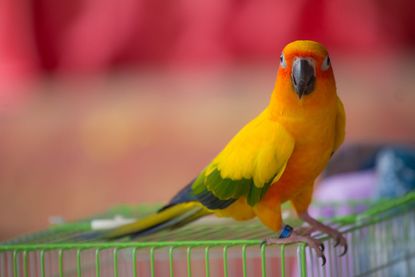 Colorful Bird On Top Of The Cage