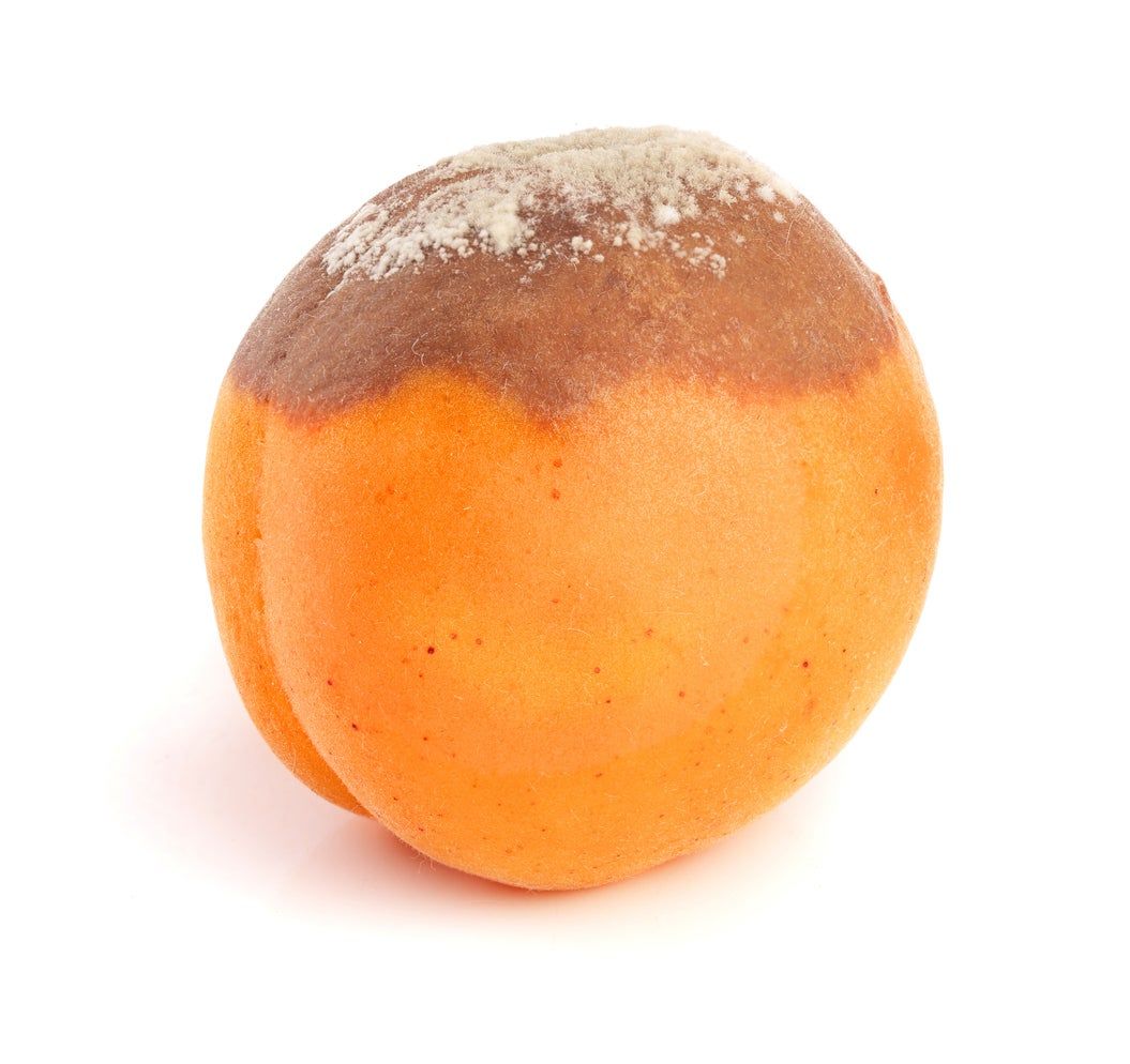 Apricot Brown Rot Symptoms Treating Apricots With Brown Rot Disease