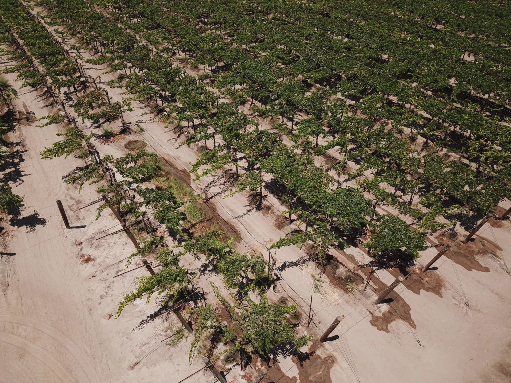 Crops being irrigated.