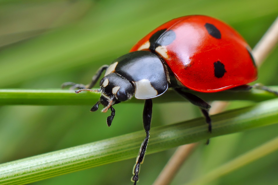 ladybird