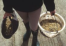 feed-buckets.jpg