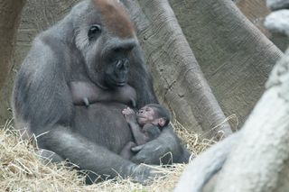 Julia and her newborn baby at the Bronx Zoo.
