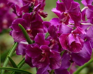 deep purple orchid and green flower spikes outdoors