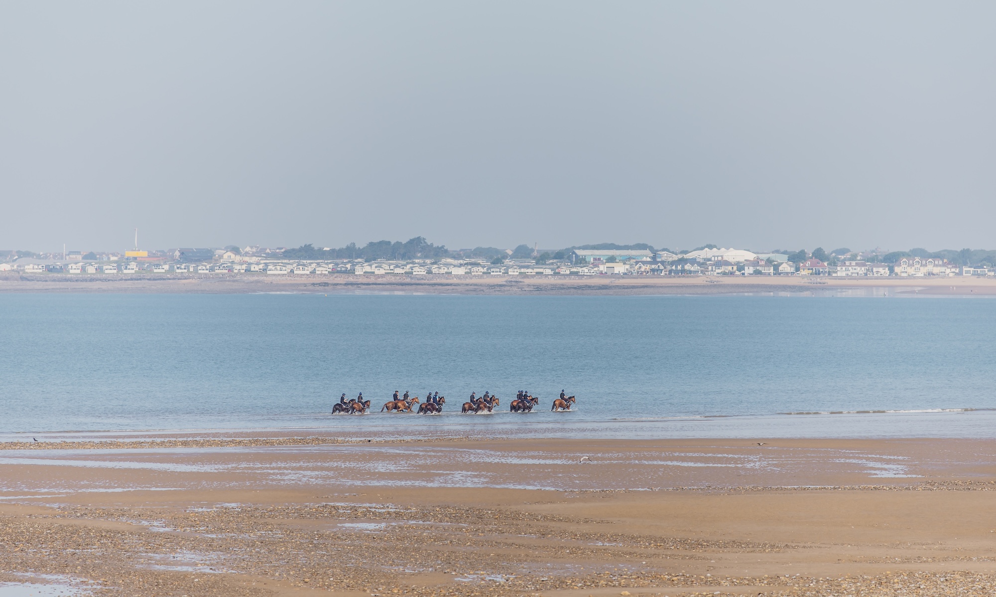 Horses in the sea on beach