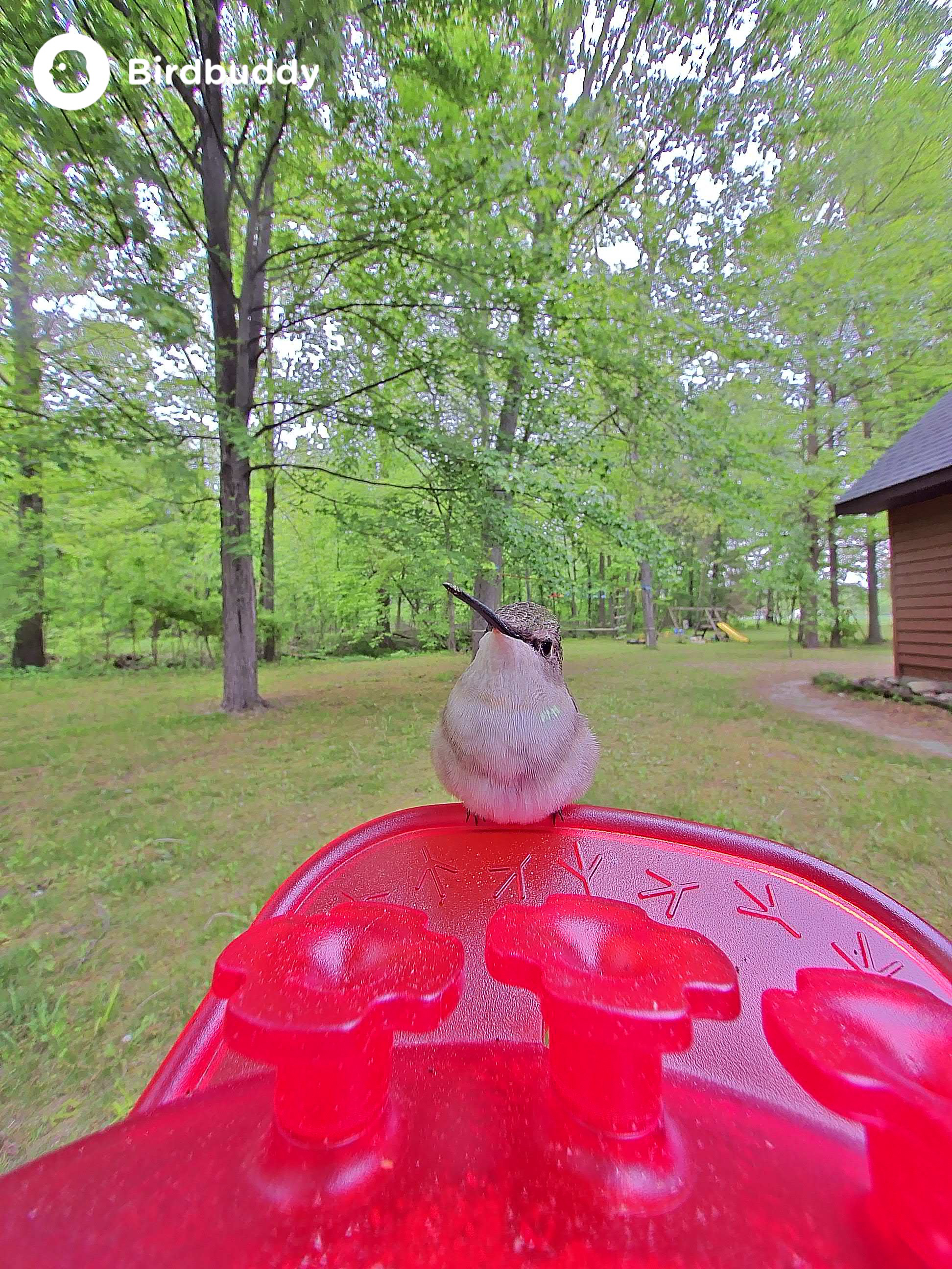 Images of a ruby-throated hummingbird captured with the Bird Buddy Solar Pro Hummingbird Feeder