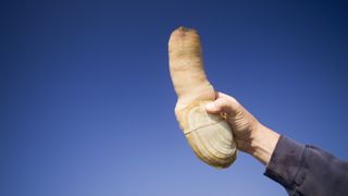 A man&#039;s hand holding up a pacific geoduck against a blue sky