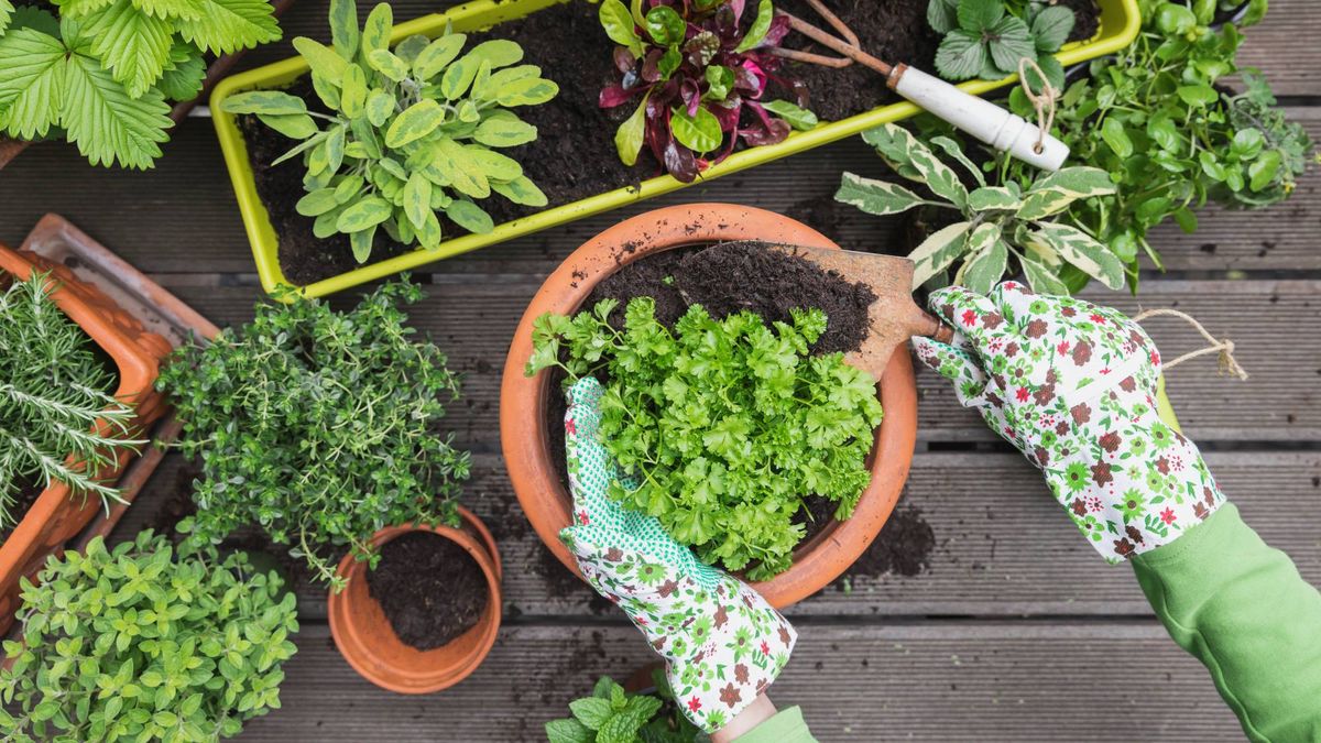 6 Herbs To Plant In August That Keep Going As Summer Fades – There's No Need to Give Up on Delicious, Homegrown Flavor!