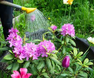 gardener watering Rhododendron plant