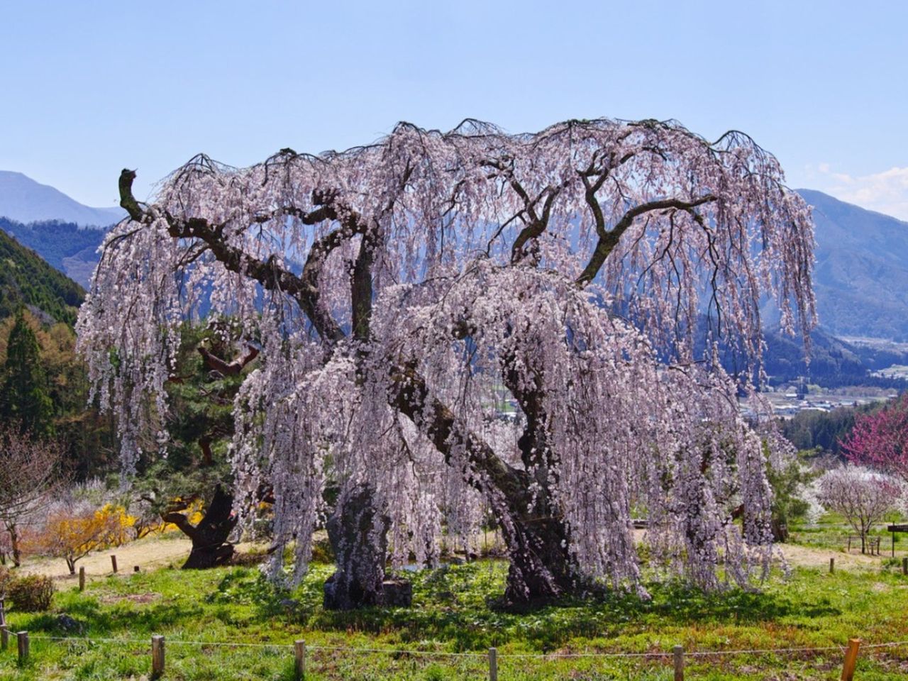 Large Flowering Weeping Tree