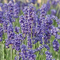 Lavender 'Hidcote' at Thompson &amp; Morgan