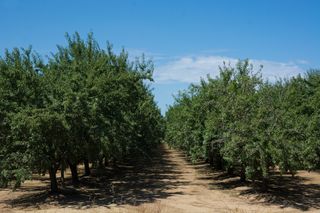 Almond orchard during summer growing season in Glenn County California
