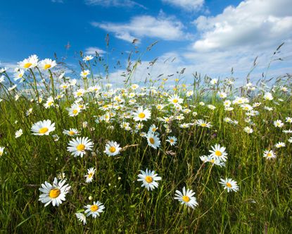 Experts share the laws on picking wildflowers | Gardeningetc