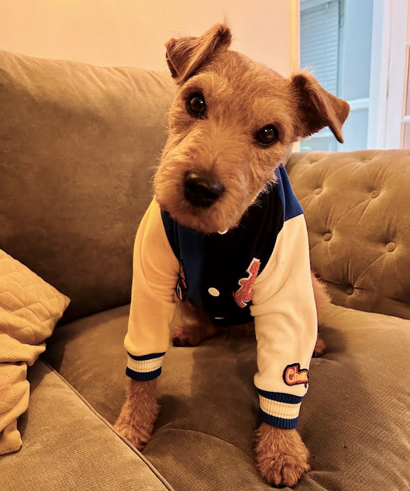 Lakeland Terrier in a jumper
