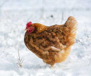 A fluffy chicken standing in snow