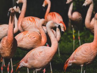 A group of flamingos in bright weather