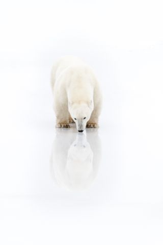 International Polar Bear Day images by photographers supplied by picfair