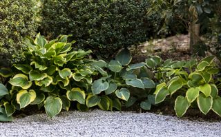 Hostas planted in a backyard