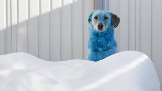 A blue dog peeking out from a snow drift