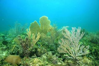 Another view of the coral diversity seen outside the acidic ojos.