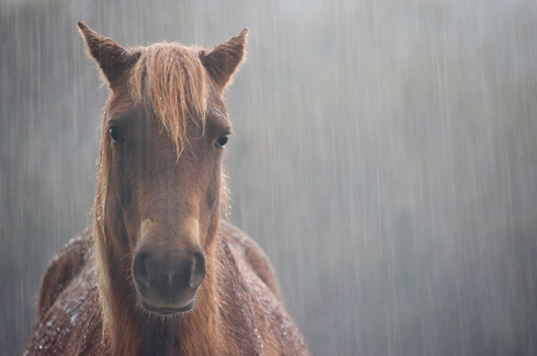 horse-in-rain.jpg