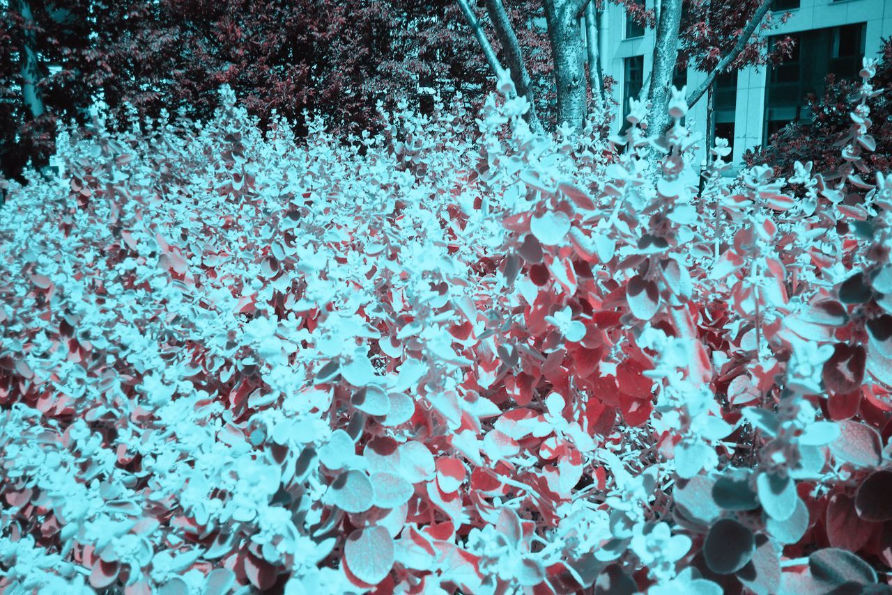 Photograph taken with the RewindPix digital compact showing leaves in a flower box with infrared-style look