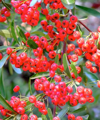 pyracanthra bush with red berries