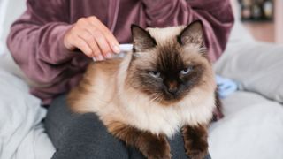 Cat being brushed — Best pet accessories