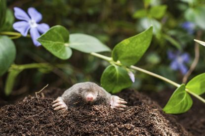 Mole In The Garden