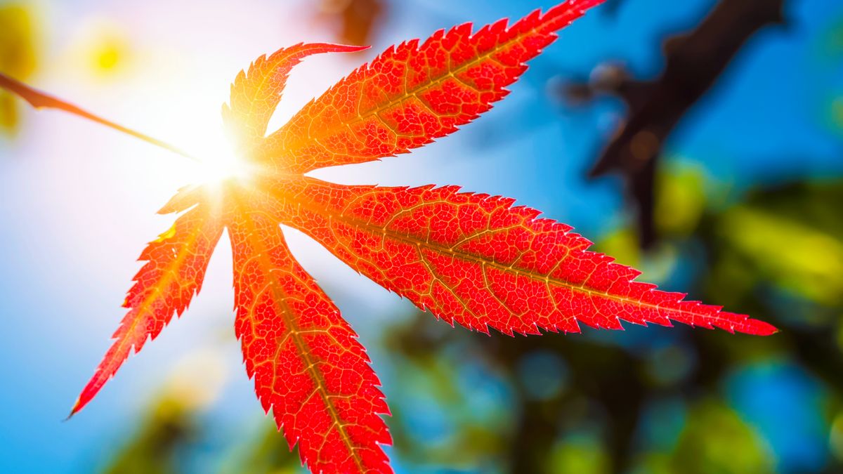 The 2026 Fall Foliage Forecast is Out – When Will Your Garden Trees Reach Peak Color?