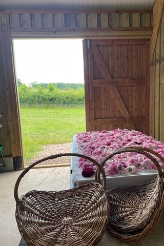Farm with a bed of roses and two big empty baskets