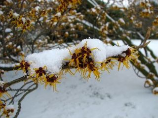 Edinburgh Royal Botanic Gardens