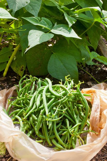 Bag Full Of Stringy Green Beans